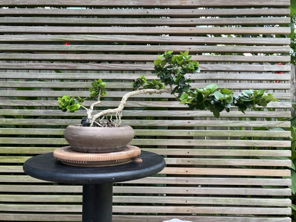 Windswept bonsai with an aged trunk and branches extending to the right.