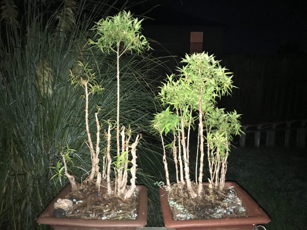 Developing narrow-leaf ficus bonsai groups showing pruning, wiring and early branch structure