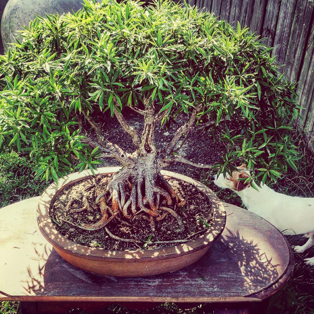 Mature bonsai showing exposed nebari and strong surface-root structure at the base of the trunk
