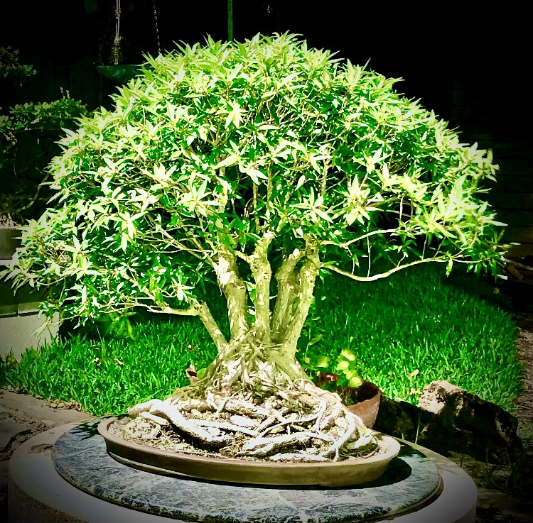 Mature bonsai with powerful exposed roots, multiple trunks and a broad canopy in a shallow oval pot.