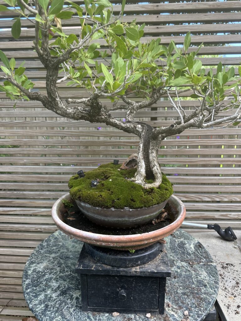 The Water Slide buttonwood bonsai showing the mature design developed around its natural trunk character