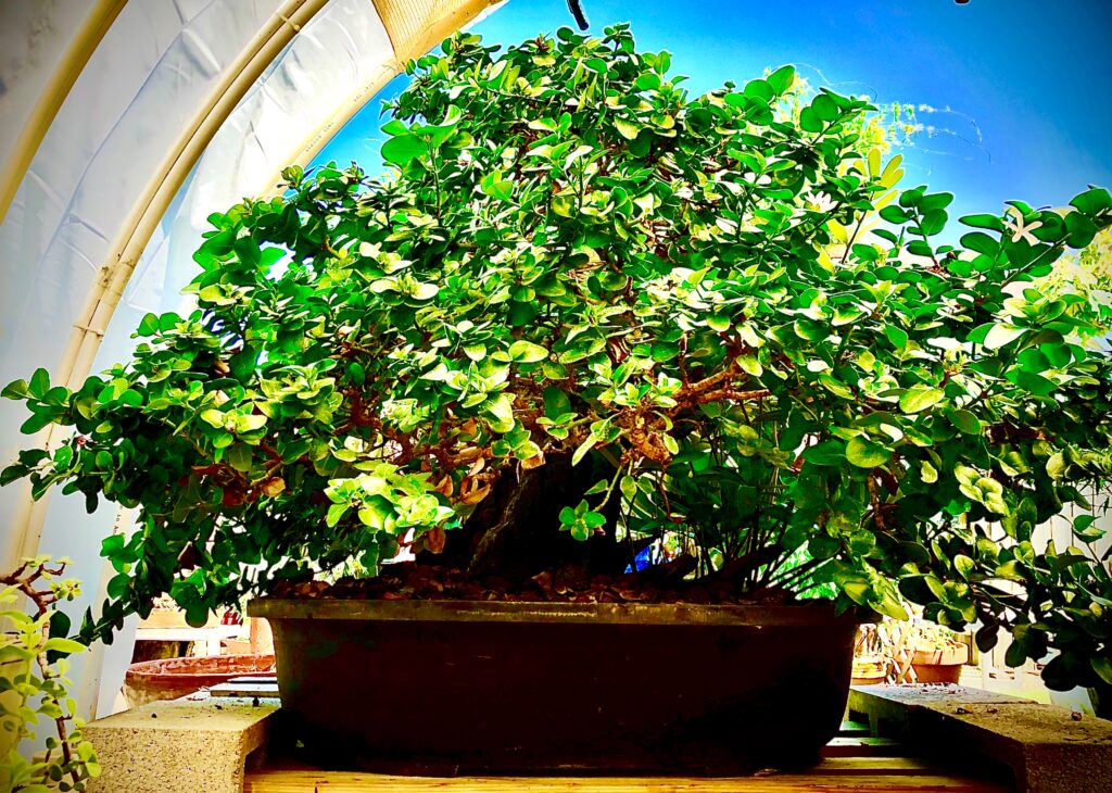Mature Natal plum bonsai with a dense refined canopy after years of development