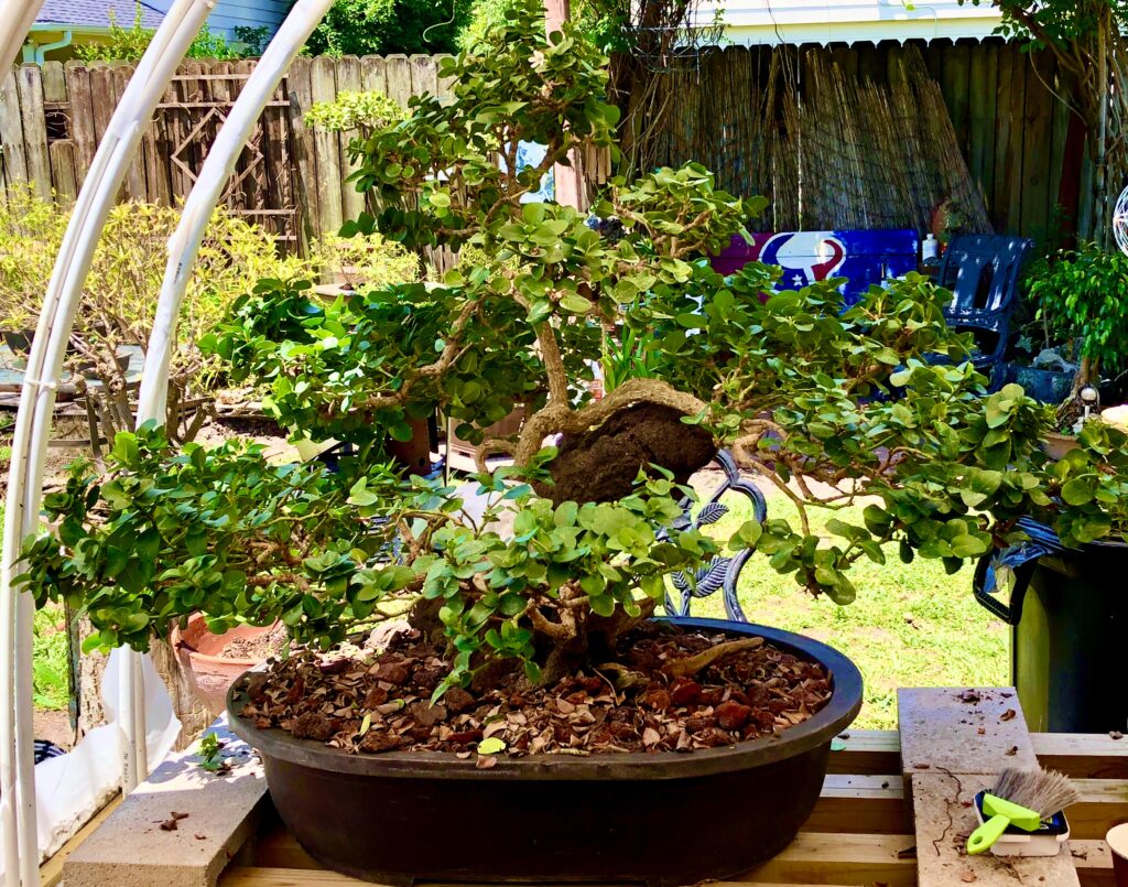 Natal plum bonsai at an intermediate stage showing increased foliage mass and developed branch structure
