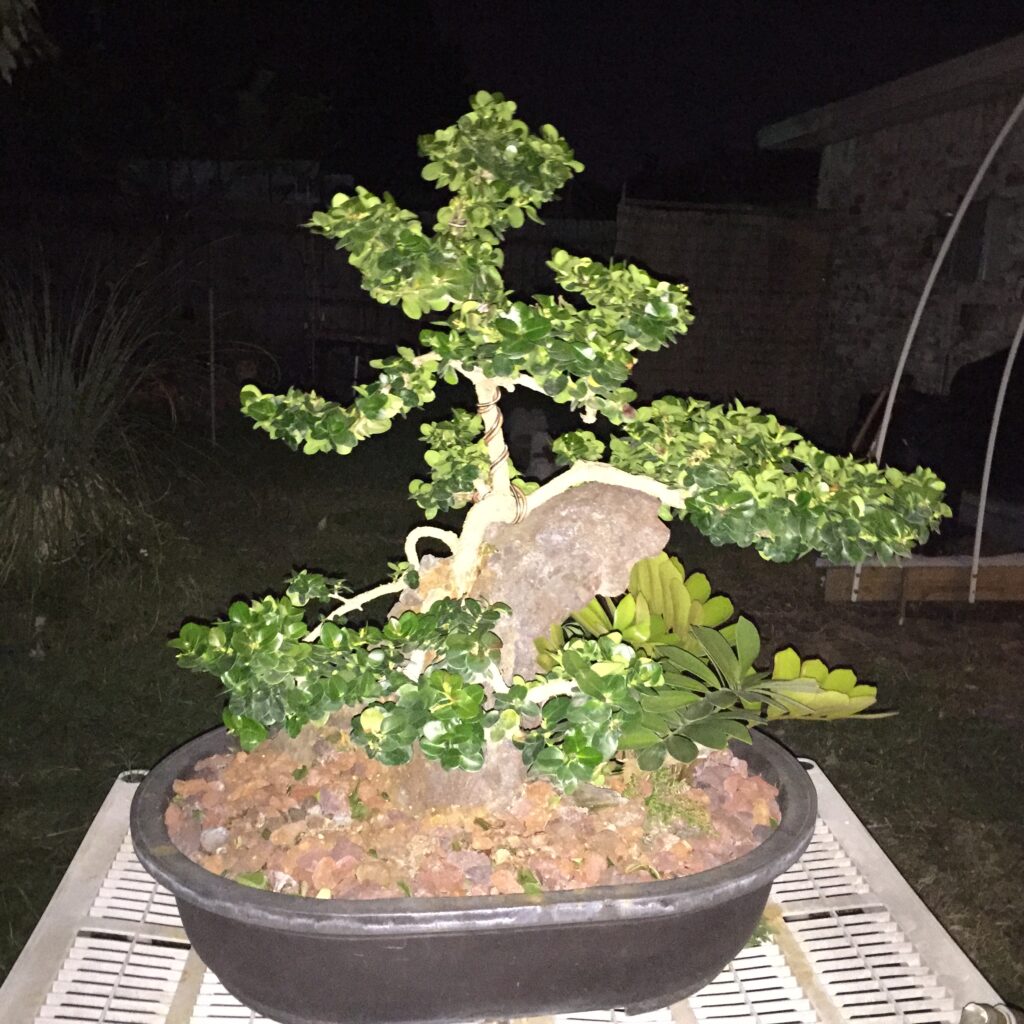 Natal plum bonsai in an early stage of refinement with visible branch structure and training