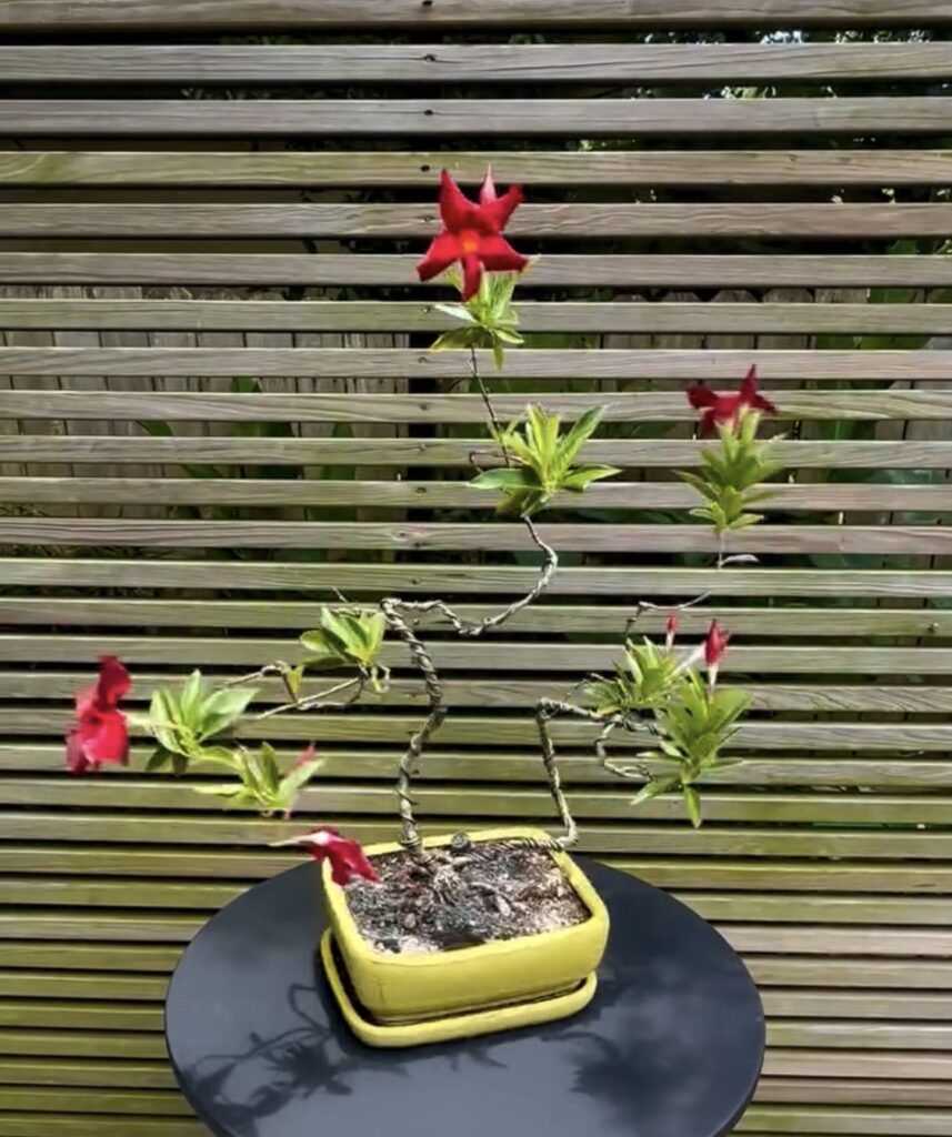 Flowering Brazilian jasmine bonsai showing extensive wiring used to establish branch structure and movement