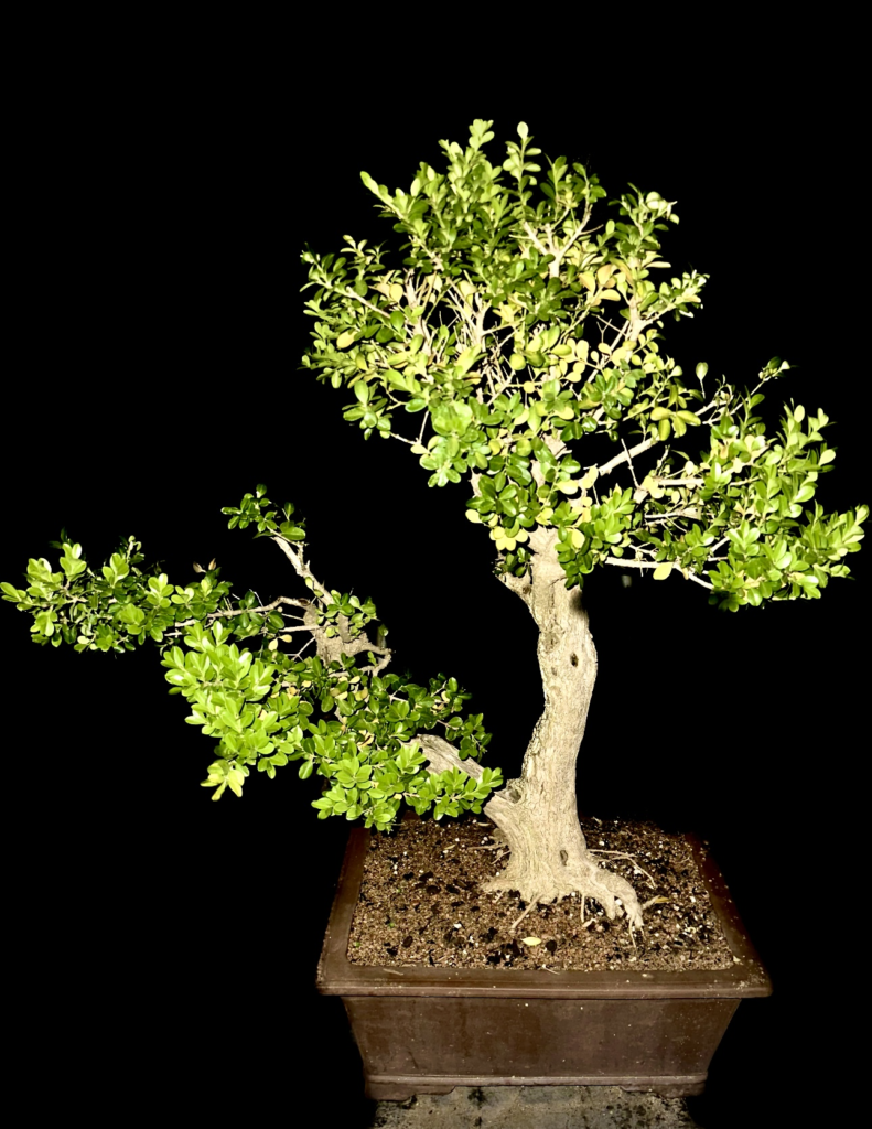 Slanting boxwood bonsai styled by ZealFish Studio against a black background